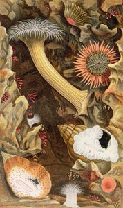Snake Locked Anemones, deska III z „Actinologia Britannica: Historie britských mořských sasanek a korálů“, 1860 (chromolitho)