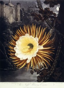 The Night Flowing Cereus, 1800