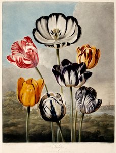 "Tulipány", 1798.