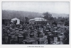 Včelí farma v Novém Jižním Walesu (černobílá fotografie) od Photographer Australian