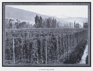 Viktoriánská chmelnice (černobílá fotografie)