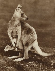 Mládě klokana hledícího z matčina vaku, Austrálie (černobílá fotografie)