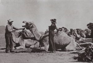 Velbloudí týmy s domorodými obyvateli zásobují odlehlá místa ve střední Austrálii (černobílá fotografie) od Photographer Australian