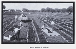 Sušení rozinek v Renmarku (černobílá fotografie) od Photographer Australian