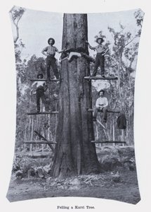 Kácení stromu Karri (černobílá fotografie) od Photographer Australian