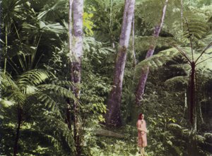 Queensland, Austrálie: Tropická džungle (foto)
