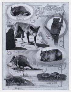 Některá australská zvířata (černobílá fotografie) od Photographer Australian