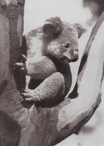 Unikátní koala neboli domorodý medvěd (č/b foto) od Photographer Australian