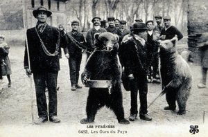 Výstavy medvědů v Pyrenejích, cca 1900 (čb fotografie) od Photographer French