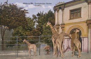 Kolínská zoo, žirafy (foto) od Photographer German