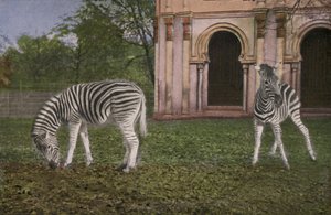 Kolínská zoo, zebry (foto) od Photographer German