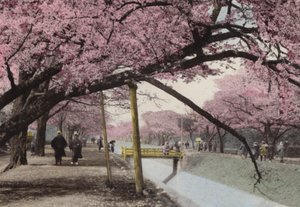 Japonsko, kolem roku 1912: Cherry Blossom v Koganei, poblíž Tokia (foto) od Photographer Japanese
