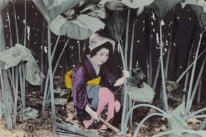 Japonsko, kolem roku 1912: Obrovská bažinatá rebarbora, divoká rostlina, Akita (foto) od Photographer Japanese