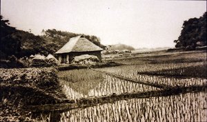 Rýžová pole v Japonsku od Photographer Japanese