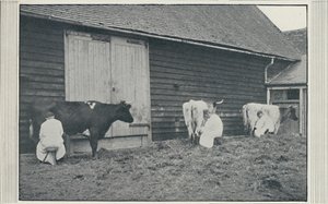 Dojení krav, 1910