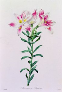 Alstroemeria Peregrina (barevná rytina) od Pierre Joseph Redouté