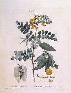 Močový měchýř Senna (arborescence Colutea), Henry Louis Duhamel du Monceau, botanická deska od Pierre Joseph Redouté od Pierre Joseph Redouté