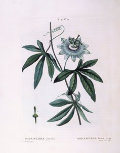 Modrá mučenka (Passiflora caerulea), Henry Louis Duhamel du Monceau, botanická deska Pierre Joseph Redouté od Pierre Joseph Redouté