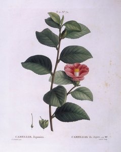 Camellia (Camellia japonica), Henry Louis Duhamel du Monceau, botanická deska od Pierre Joseph Redouté od Pierre Joseph Redouté