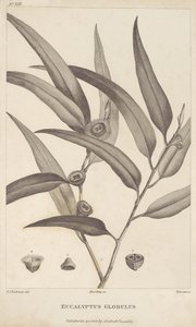 Eucalyptus Globulus aus 