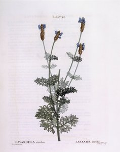 Francouzská levandule (Lavandula stoechas), Henry Louis Duhamel du Monceau, botanická deska Pierre Joseph Redouté od Pierre Joseph Redouté
