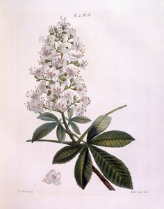 Jírovec nebo kaštanovník (Aesculus hippocastanum), Henry Louis Duhamel du Monceau, botanická deska Pierre Joseph Redouté od Pierre Joseph Redouté