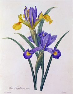 Iris Xiphium von Pierre-Joseph Redouté