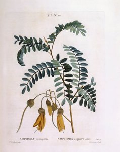 Kowhai (Sophora tetraptera nebo Edwardsia grandiflora), Henry Louis Duhamel du Monceau, botanická deska od Pierre Joseph Redouté od Pierre Joseph Redouté