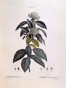 Laurustinus (Viburnum tinus), Henry Louis Duhamel du Monceau, botanická deska Pierre Joseph Redouté od Pierre Joseph Redouté