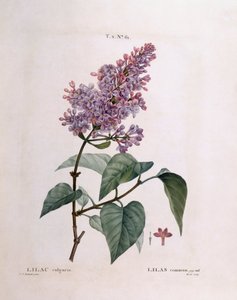 Lilac (Syringa vulgaris), Henry Louis Duhamel du Monceau, botanická deska Pierre Joseph Redouté od Pierre Joseph Redouté