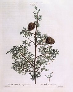 Středozemní cypřiš (Cupressus sempervirens), Henry Louis Duhamel du Monceau, botanická deska Pierre Joseph Redouté od Pierre Joseph Redouté