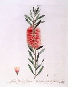 Metrosideros Lophanta, botanische Tafel von Pierre Joseph Redouté von Pierre Joseph Redouté