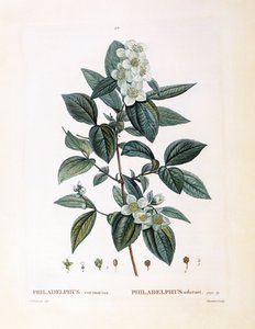 Mock pomeranč (Philadelphus coronarius), Henry Louis Duhamel du Monceau, botanická deska od Pierre Joseph Redouté od Pierre Joseph Redouté