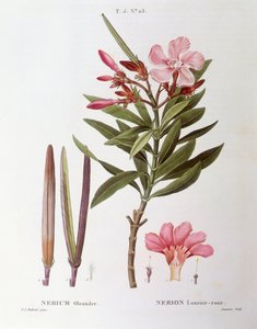 Oleandr (Nerium oleander), Henry Louis Duhamel du Monceau, botanická deska od Pierre Joseph Redouté od Pierre Joseph Redouté