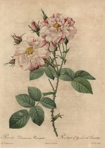 Rosa damascena, Rosa damascena