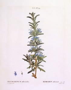 Rozmarýn (Rosmarinus officinalis), Henry Louis Duhamel du Monceau, botanická deska Pierre Joseph Redouté od Pierre Joseph Redouté