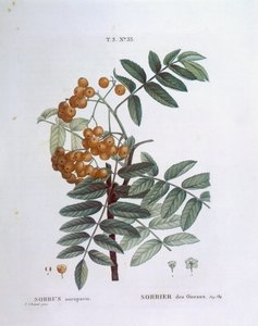 Jeřabina nebo jasan evropský (Sorbus aucuparia), Henry Louis Duhamel du Monceau, botanická deska Pierre Joseph Redouté od Pierre Joseph Redouté