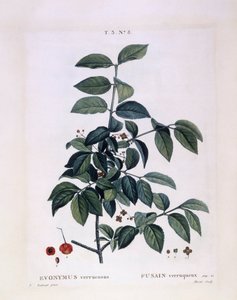 Spindelstrauch (Euonymus verrucosus), botanische Tafel von Pierre Joseph Redouté