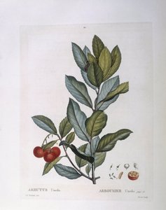 Jahodový strom (Arbutus unedo), Henry Louis Duhamel du Monceau, botanická deska od Pierre Joseph Redouté od Pierre Joseph Redouté
