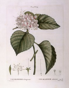 Volkameria fragrans, botanische Tafel von Pierre Joseph Redouté von Pierre Joseph Redouté