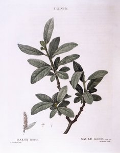 Weide (Salix lanata), botanische Tafel von Pierre Joseph Redouté von Pierre Joseph Redouté