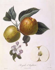 Apple "Royal of England", Henry Louis Duhamel du Monceau, botanická deska Pierre Antoine Poiteau