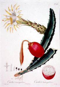 Cactus Triangularis, deska 26 z 