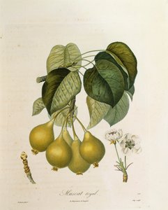 Muscat Royal Apricot od Antoine Poiteau