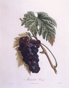 Muškátová réva (Vitis vinifera), Henry Louis Duhamel du Monceau, botanická deska Pierre Antoine Poiteau od Pierre Antoine (after) Poiteau