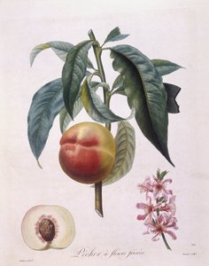 Broskev (Prunus persica batsch), Henry Louis Duhamel du Monceau, botanická deska Pierre Antoine Poiteau