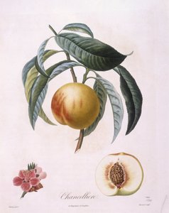 Broskev "Cancelliere" Henry Louis Duhamel du Monceau, botanická deska od Pierre Antoine Poiteau