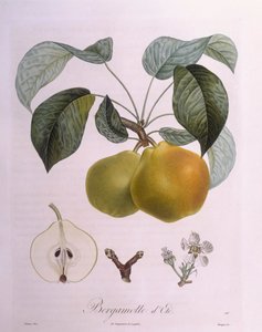Hruška "Bergamot" Henry Louis Duhamel du Monceau, botanická deska Pierre Antoine Poiteau