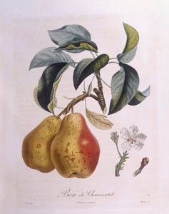 Hruška "Bezi de Chaumontel" Henry Louis Duhamel du Monceau, botanická deska Pierre Antoine Poiteau