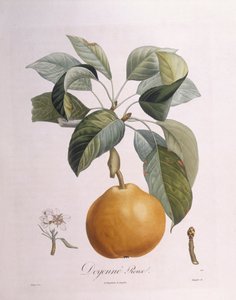 Hruška "Doyenné roux" Henry Louis Duhamel du Monceau, botanická deska Pierre Antoine Poiteau